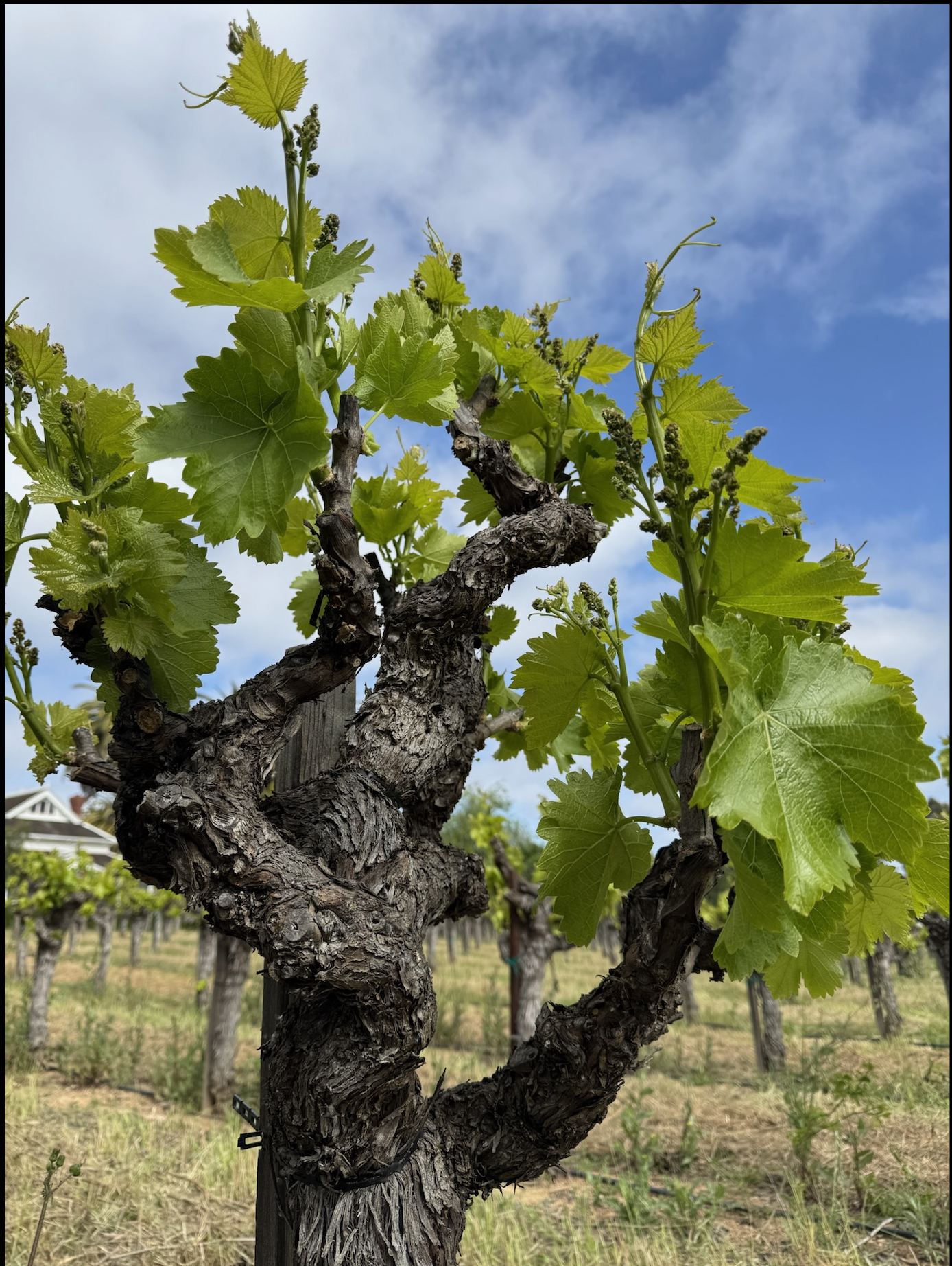 Vine Farm Ridge Vineyard