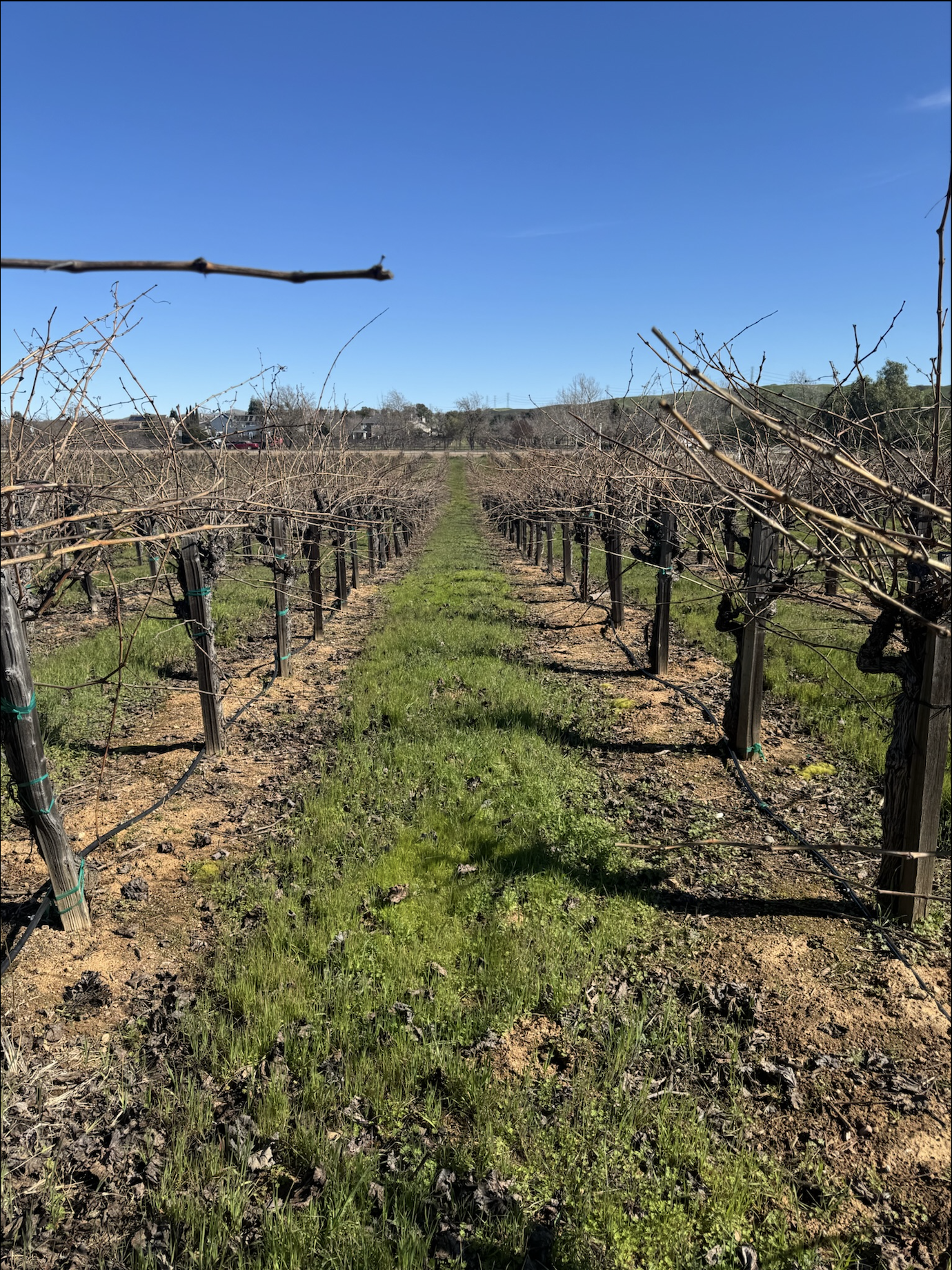 Blind Boss Vineyard field